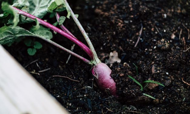 Fast Growing Vegetables for Impatient Gardeners
